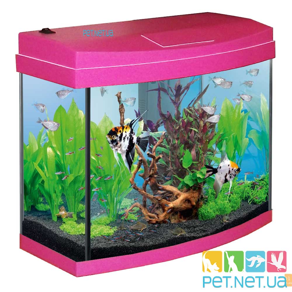 Aquarium Pink 20