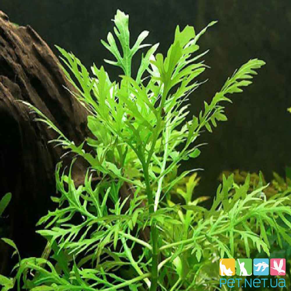 Гигрофила Перистонадрезная (Hygrophila sp. Guinea Osiris) - PET.NET.UA