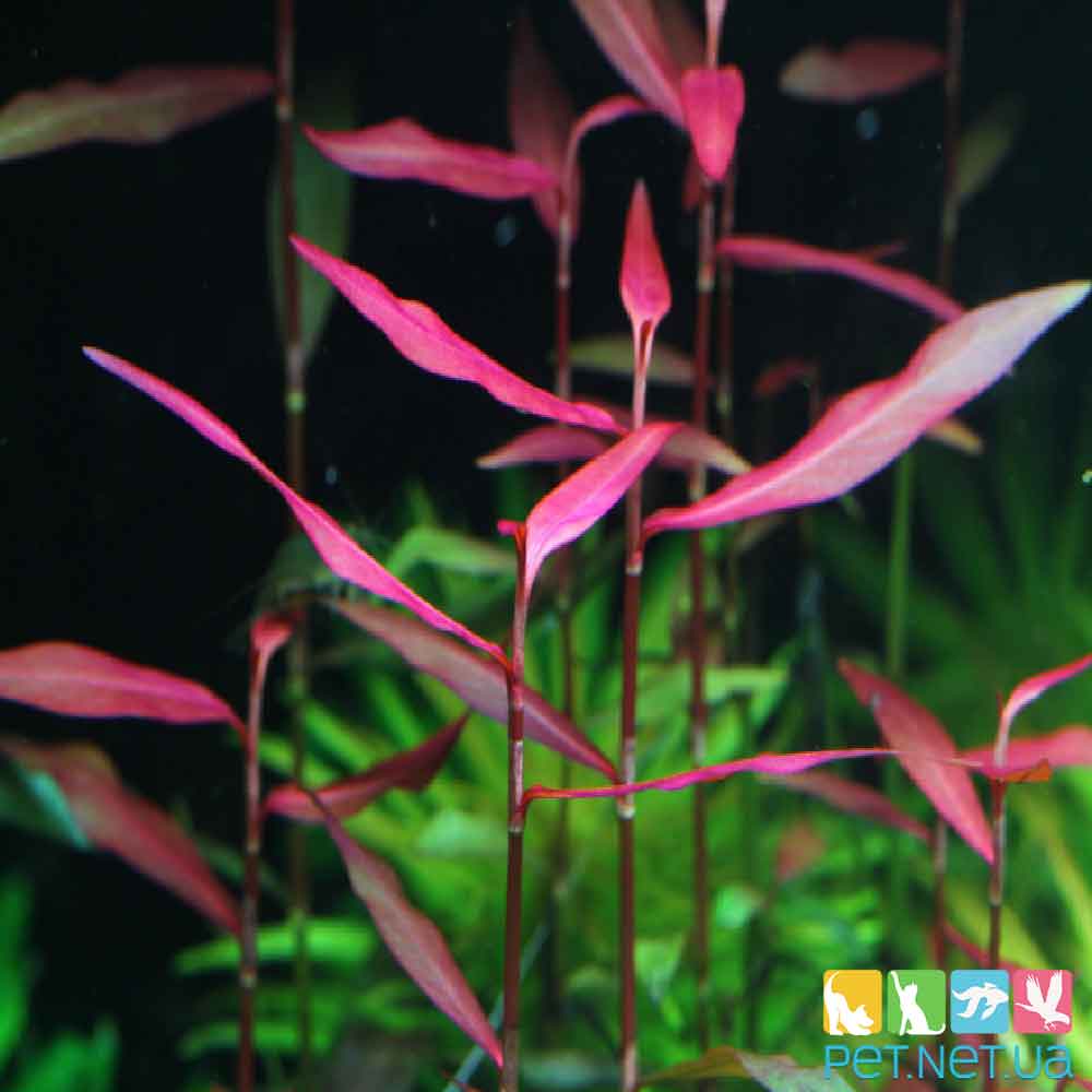 Полигонум Супер Ред (Polygonum sp. Red) - PET.NET.UA