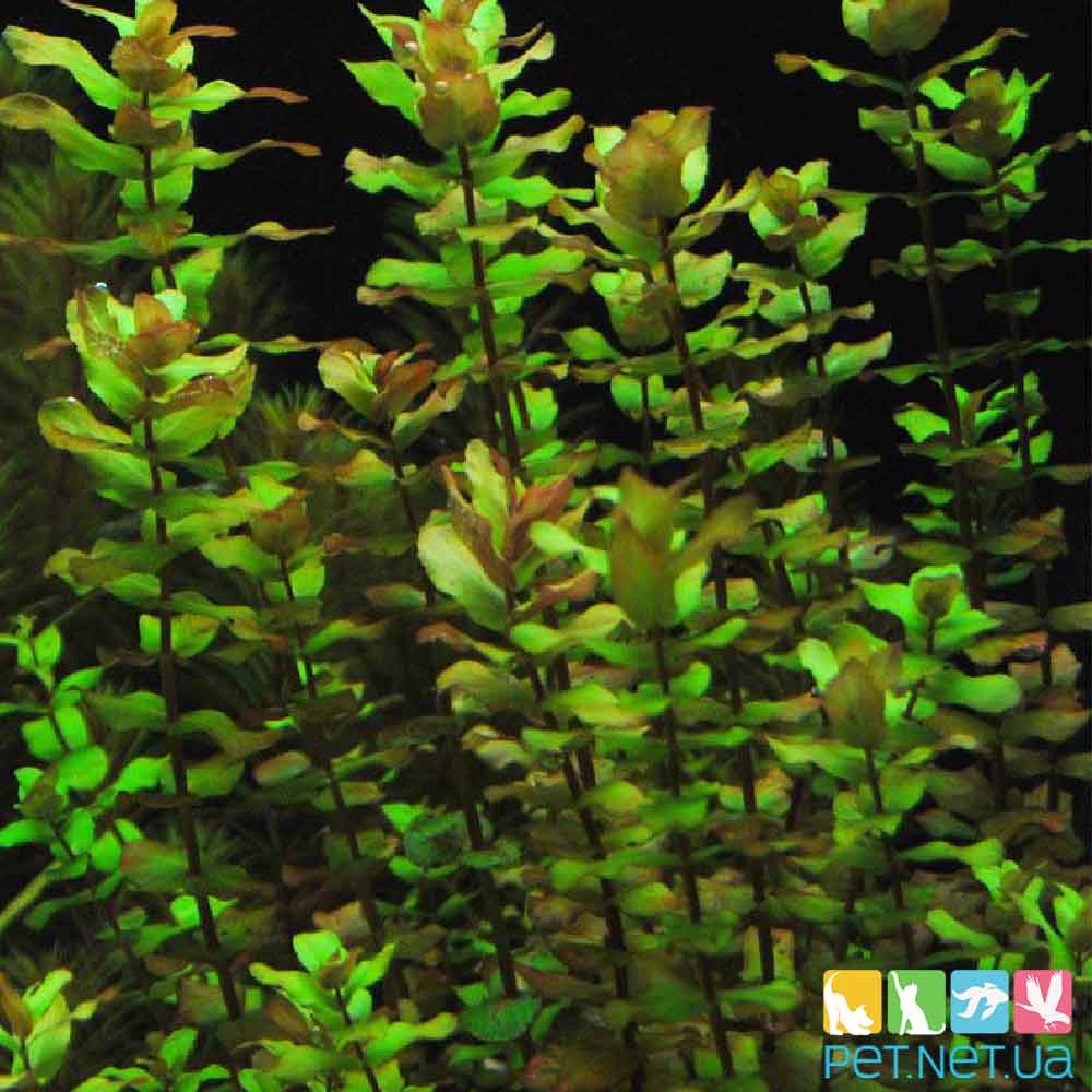 Ротала Макрандра Зеленая (Rotala macrandra