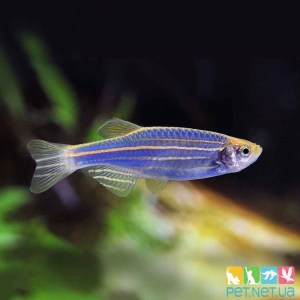 Аквариумная рыбка Данио ГлоФиш Синяя | PET.NET.UA
