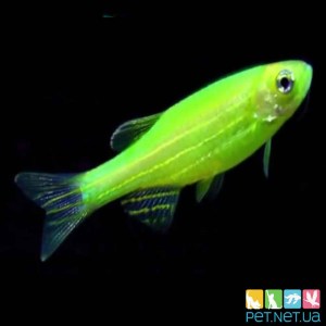 Аквариумная рыбка Данио GloFish - Зеленая | Купить аквариумную рыбку PET.NET.UA