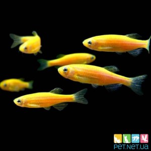 Аквариумная рыбка Данио GloFish - Желтая PET.NET.UA  красивая аквариумная рыбка