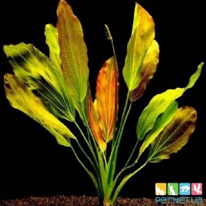 Эхинодорус озирис  (Echinodorus osiris или Echinodorus rubra) - PET.NET.UA