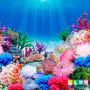 Аквариумный Односторонний Фон Морское Дно