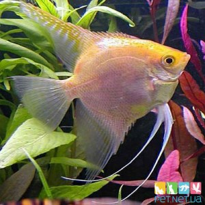 Аквариумная рыбка Скалярия Желтая - PET.NET.UA