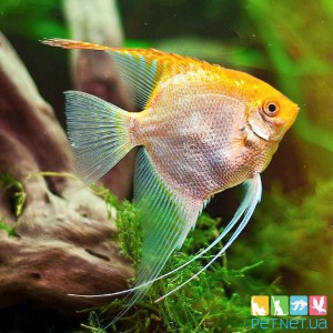 Аквариумная рыбка Скалярия Желтая - PET.NET.UA