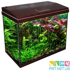 aquarium-wenge-2-